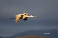 Sandhill-Crane;Crane;Grus-canadensis;Flying-bird;action;aloft;behavior;flight;fl